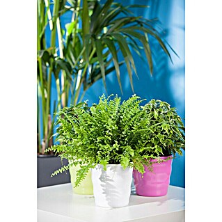 Piardino Helecho (Nephrolepis exaltata 'Green Lady', Tamaño de maceta: 17 cm, Verde claro)