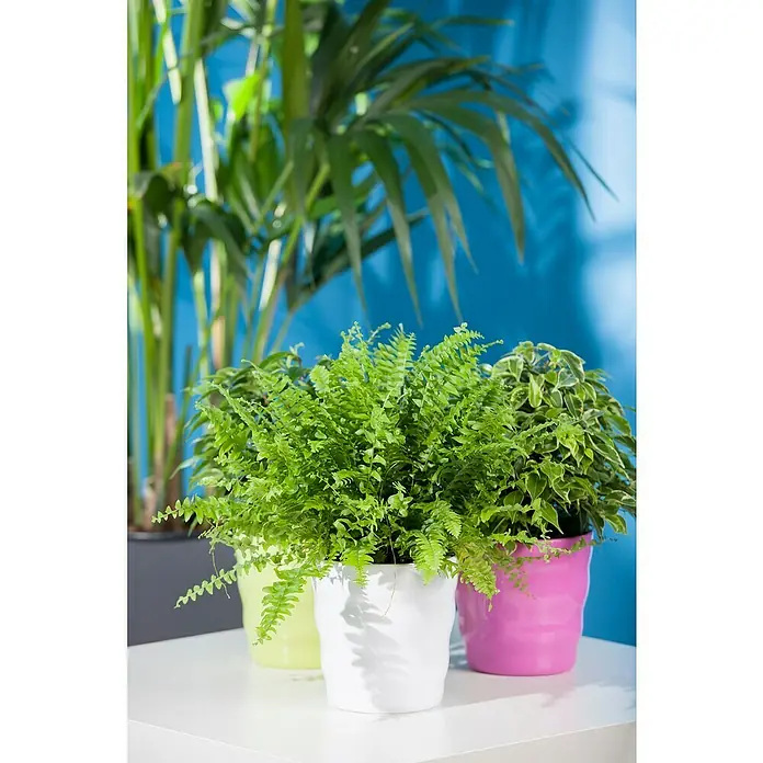 Piardino Helecho - Nephrolepis exaltata 'Green Lady', Tamaño de maceta: 17 cm, Verde claro - Surtido de plantas de interior en macetas de colores expuestas sobre una mesa blanca con fondo azul.