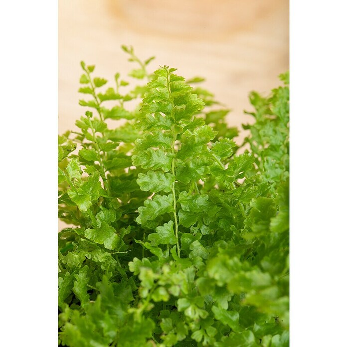Piardino Helecho rizado (Nephrolepis exaltata, Tamaño de maceta: 17 cm, Verde medio) | BAUHAUS