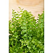 Piardino Helecho rizado (Nephrolepis exaltata, Tamaño de maceta: 17 cm, Verde medio) | BAUHAUS