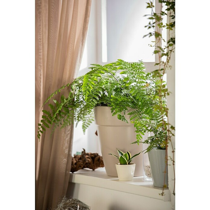 Piardino Helecho rizado (Nephrolepis exaltata, Tamaño de maceta: 17 cm, Verde medio) | BAUHAUS