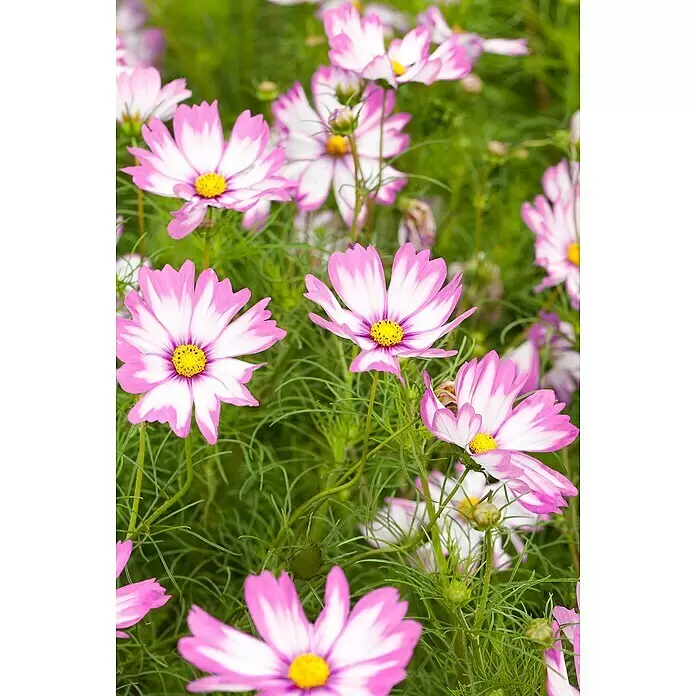 Piardino Staude Schmuckkörbchen - Cosmea bipinnatus, Topfgröße: 19 cm - Nahaufnahme von weißen und lila Kosmeenblüten mit gelben Zentren inmitten grünen Laubs.