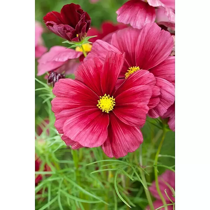 Piardino Staude Schmuckkörbchen - Cosmea bipinnatus, Topfgröße: 19 cm - Leuchtend tiefrosa und rote Kosmosblüten mit gelben Zentren, blühend in einem Garten.