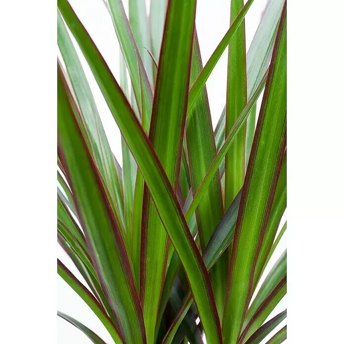 Piardino Drachenbaum verzweigt - Dracaena marginata, Topfgröße: 32 cm