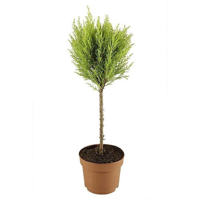 Cupressus macrocarpa14