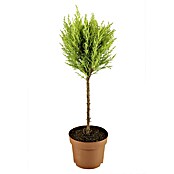 Cupressus macrocarpa14