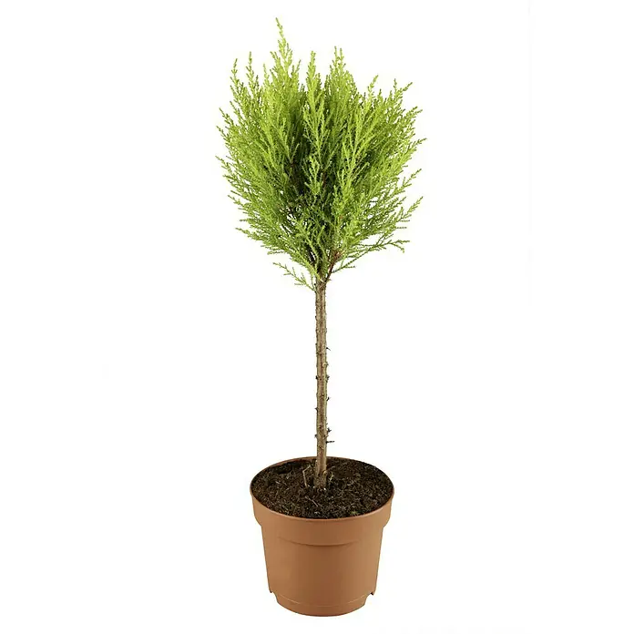 Piardino Zimmerzypresse - Cupressus macrocarpa, Topfgröße: 14 cm - Das Bild zeigt einen grünen Bonsai-Baum in einem braunen Topf vor einem schwarzen Hintergrund. Der Bonsai ist der Fokus des Bildes.