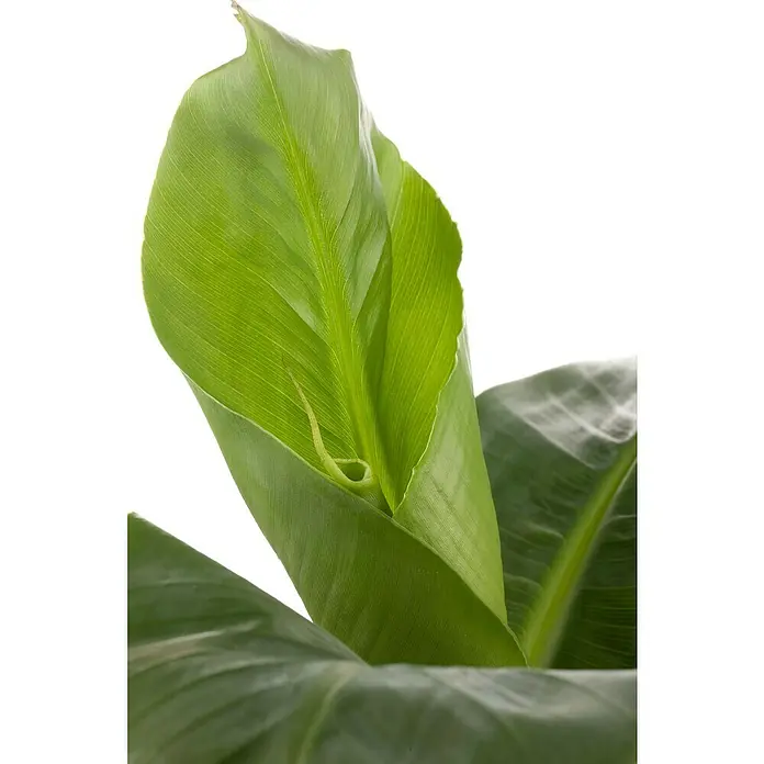 Piardino Bananenstaude - Musa, Topfgröße: 27 cm - Nahaufnahme eines hellgrünen Bananenblattes, das sich entfaltet und die filigrane Textur der Blattadern zeigt. Perfekt für botanische Illustrationen.