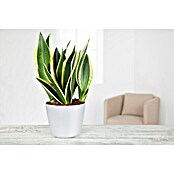 Sansevieria trifasciata 17