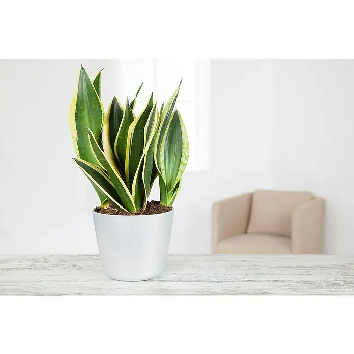Piardino BogenhanfSansevieria trifasciata, Topfgröße: 17 cm, Gelb-Grün - Sansevieria in einem weißen Topf auf einem Tisch, der die elegante Erscheinung und die dekorative Vielseitigkeit der Pflanze hervorhebt.