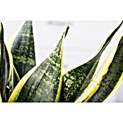 Sansevieria trifasciata 17