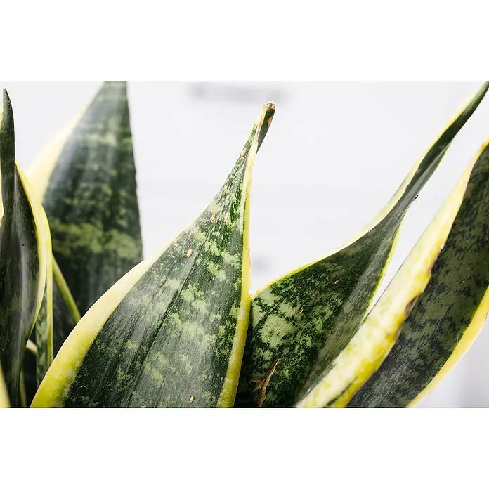 Piardino BogenhanfSansevieria trifasciata, Topfgröße: 17 cm, Gelb-Grün - Detailaufnahme einer Sansevieria-Pflanze, die die Textur und die gelb-grüne Färbung ihrer Blätter hervorhebt.