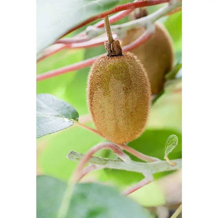 Piardino Kiwi - Actinidia chinensis, Tamaño de maceta: 15 cm - Primer plano de un kiwi colgando de una rama, mostrando su distintiva piel marrón y peluda, rodeado de hojas verdes.