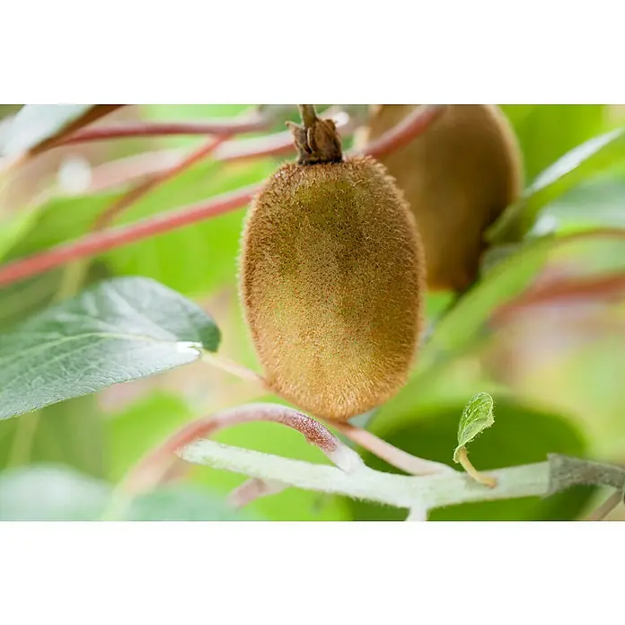 Piardino Kiwi - Actinidia chinensis, Tamaño de maceta: 15 cm - Primer plano de kiwis frescos que crecen en una planta. Los kiwis están maduros y listos para ser cosechados.