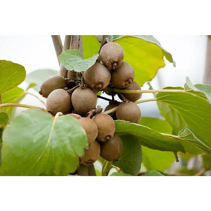 Piardino Kiwi - Actinidia chinensis, Tamaño de maceta: 15 cm - Primer plano de kiwis frescos que crecen en un árbol, con hojas verdes que acentúan la textura y la belleza natural de la fruta.