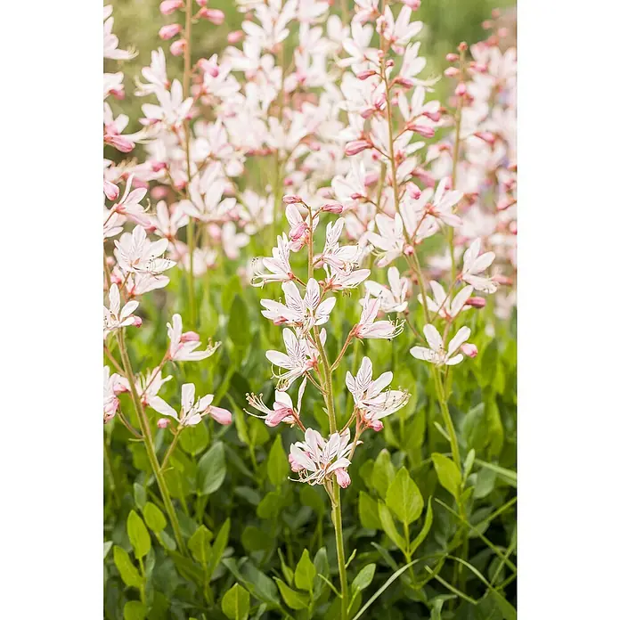 Piardino Staude - Gaura lindheimeri, Topfgröße: 13 cm - Nahaufnahme von blassrosa Diptam-Blüten mit zarten Blütenblättern und grünen Blättern im Hintergrund, die die filigrane Schönheit hervorheben.