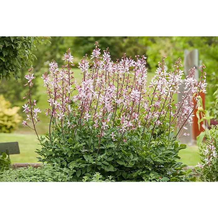 Piardino Staude - Gaura lindheimeri, Topfgröße: 13 cm - Nahaufnahme einer brennenden Buschpflanze mit rosa Blütenblättern und grünen Blättern in einem Garten.