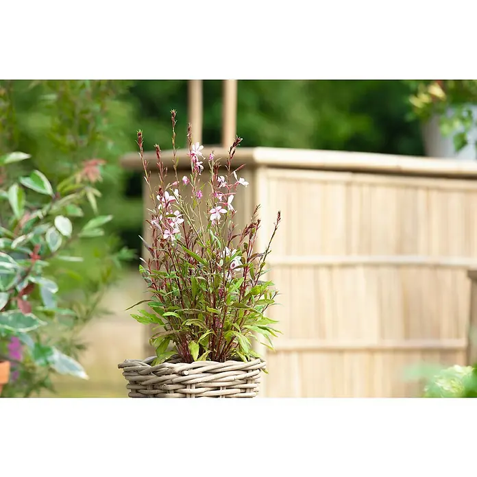 Piardino Staude - Gaura lindheimeri, Topfgröße: 13 cm - Die Gaura lindheimeri 'Whirling Butterflies' blüht in einem Weidenkorb und verleiht der Umgebung eine natürliche Note.