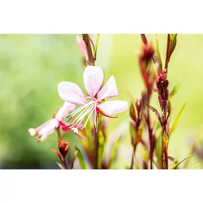 Piardino Staude - Gaura lindheimeri, Topfgröße: 13 cm - Nahaufnahme einer zarten Gaura lindheimeri Blüte mit ihren weißen Blütenblättern und langen Staubfäden im Garten.
