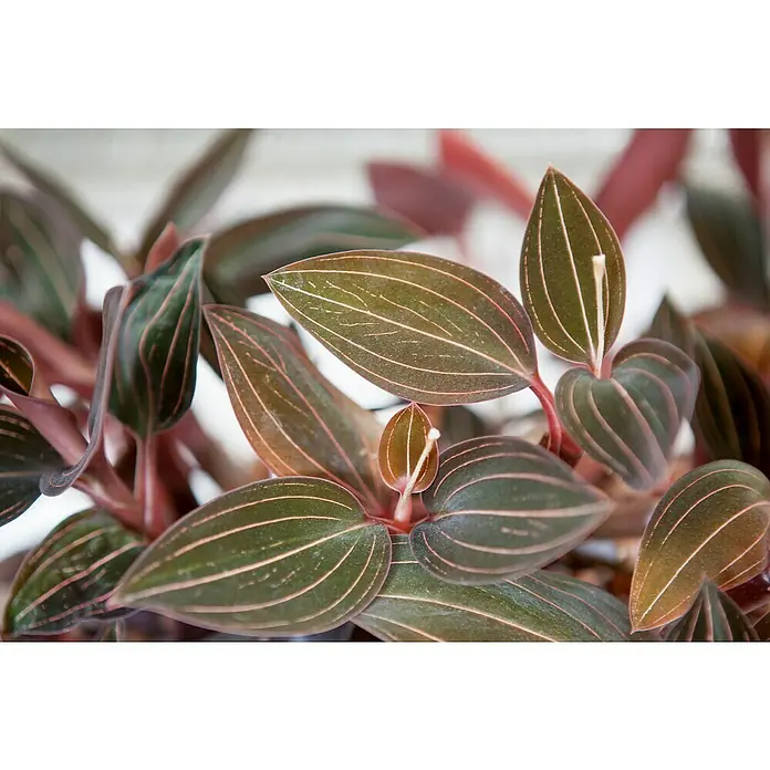 Piardino Juwelorchidee - Ludisia discolor, Topfgröße: 12 cm, Weiß - Nahaufnahme einer Ludisia discolor-Pflanze mit ihren einzigartigen, dunkelgrünen Blättern und rosa Adern, die einen schönen Kontrast bilden.