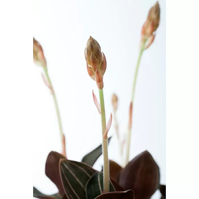 Piardino Juwelorchidee - Ludisia discolor, Topfgröße: 12 cm, Weiß - Juwelorchidee mit dunklen, gestreiften Blättern und aufsteigenden Blütenstielen mit geschlossenen braunen Knospen.