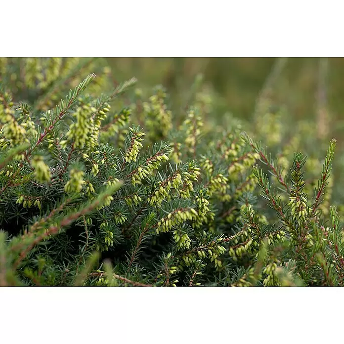 Piardino Winterblühende Heide - Erica darleyensis, Topfgröße: 12 cm, verschiedene Fraben - Nahaufnahme einer heideartigen Pflanze mit vielen kleinen, hellgrünen, glockenförmigen Knospen und nadelartigen Blättern an rötlichen Zweigen.