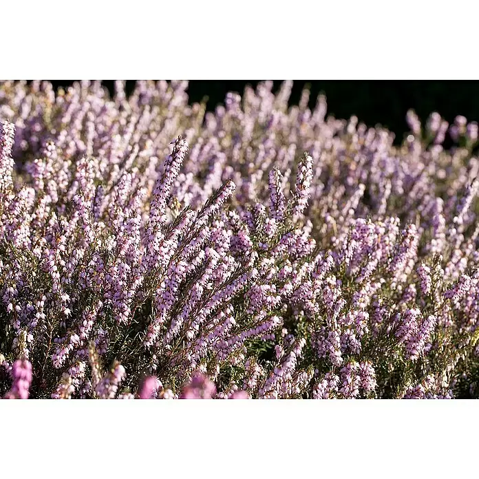 Piardino Winterblühende Heide - Erica darleyensis, Topfgröße: 12 cm, verschiedene Fraben - Nahaufnahme vieler hellvioletter Heideblüten in voller Blüte.