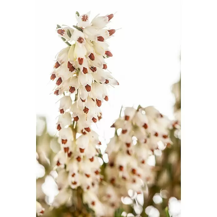 Piardino Winterblühende Heide - Erica darleyensis, Topfgröße: 12 cm, verschiedene Fraben - Büschel kleiner weißer glockenförmiger Blüten mit braunen Staubbeuteln.