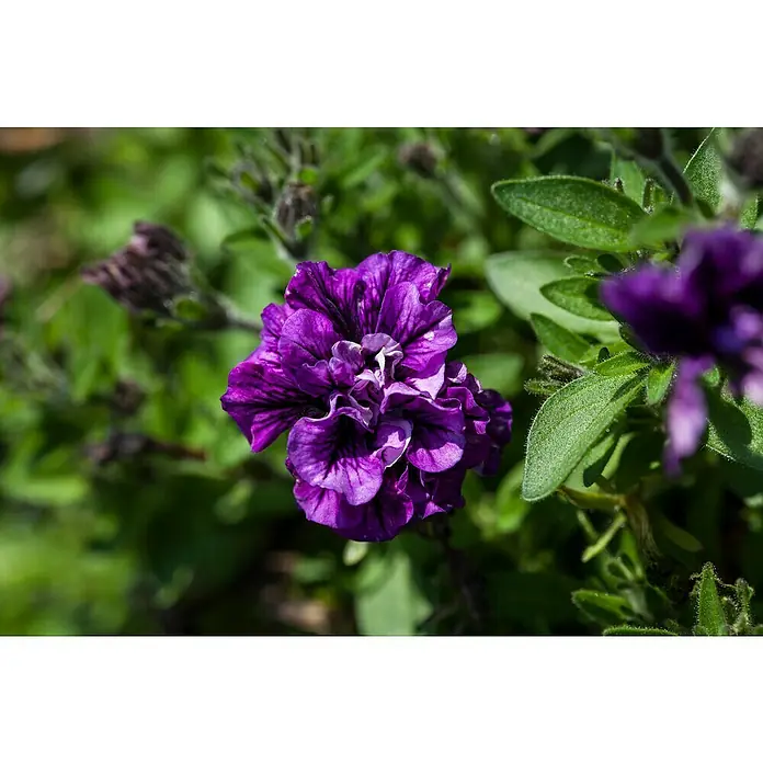 Piardino Petunia - Potunia, Tamaño de maceta: 12 cm, En función de la variedad - Primer plano de una petunia morada oscura con pétalos arrugados en el jardín, rodeada de hojas verdes.