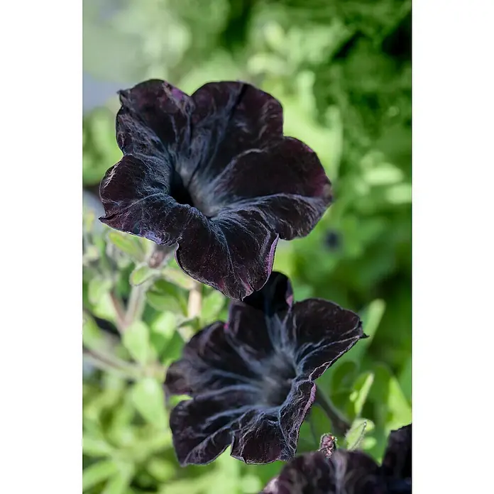 Piardino Petunia - Potunia, Tamaño de maceta: 12 cm, En función de la variedad - Primer plano de dos intrigantes flores de petunia negras, que muestran sus pétalos aterciopelados y su belleza única en detalle.