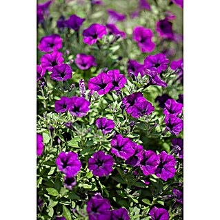 Piardino Petunia (Petunia Hybride, Tamaño de maceta: 15 cm, En función de la variedad)