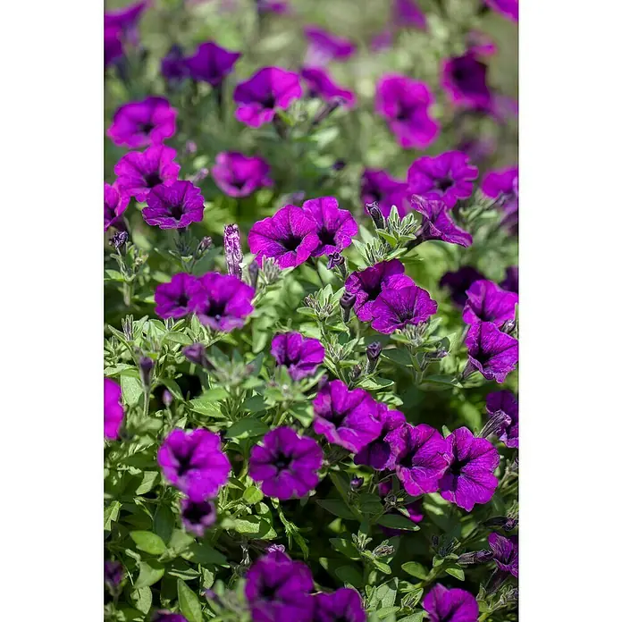 Piardino Petunia - Potunia, Tamaño de maceta: 12 cm, En función de la variedad - Primer plano de vibrantes petunias púrpuras en plena floración, que muestran la belleza y la viveza del jardín.