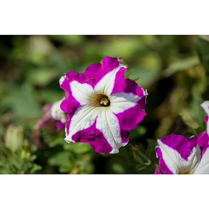 Piardino Petunie - Petunia, Topfgröße: 11 cm, Sortenabhängig - Nahaufnahme einer zweifarbigen Petunie in Lila und Weiß mit markanten Blütenblättern und einem gelben Zentrum.