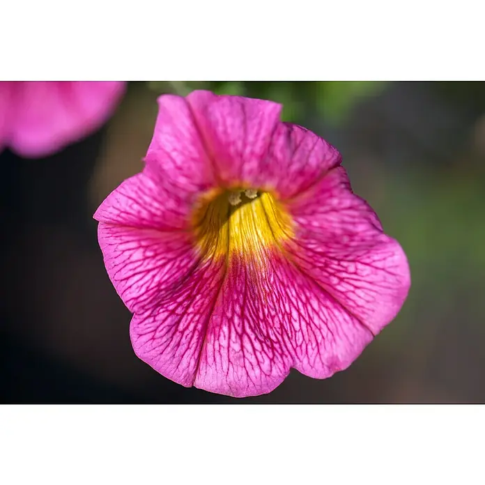 Piardino Petunia - Potunia, Tamaño de maceta: 12 cm, En función de la variedad - Primer plano de una sola flor de Calibrachoa rosa vibrante, destacando su centro amarillo y los delicados detalles de la textura.