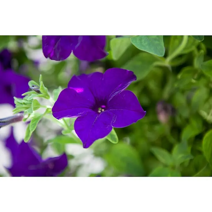Piardino Petunia - Potunia, Tamaño de maceta: 12 cm, En función de la variedad - Primer plano de una vibrante petunia púrpura en plena floración, rodeada de hojas verdes, destacando su vivo color y delicada textura.