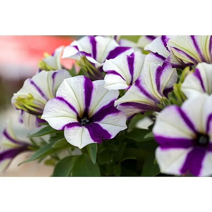 Piardino Petunia - Potunia, Tamaño de maceta: 12 cm, En función de la variedad - Primer plano de petunias rayadas en blanco y morado. Estas flores son llamativas y deleitarán a cualquier amante de la jardinería con su belleza.