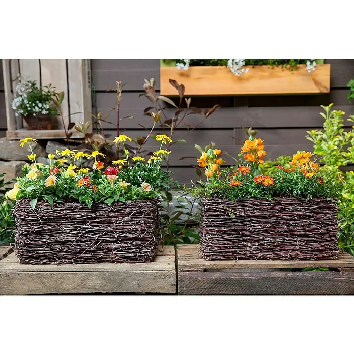 Piardino Staude Elfenspiegel - Nemesia hybrida, Topfgröße: 13 cm, Blütenfarbe: Verschiedene Farben - Zwei bepflanzte, rechteckige Pflanzkästen aus Zweigen mit gelben und orangefarbenen Blüten stehen auf einer Holzpalette vor einer Holzwand.