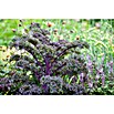 Piardino Kale (Brassica Oleracea Var. Sabelica) | BAUHAUS
