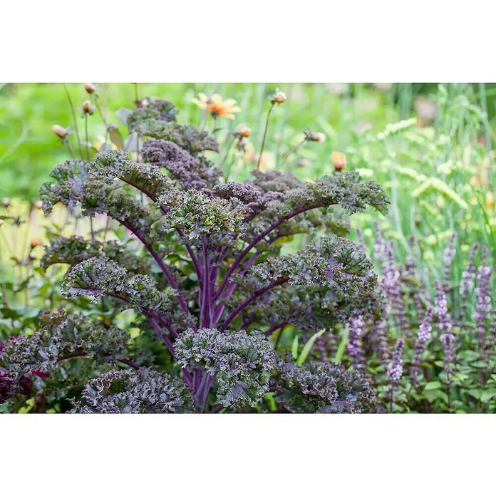 Piardino Kale - Brassica Oleracea Var. Sabelica - Primer plano de col rizada roja, una verdura inusual y colorida que crece en un jardín, mostrando su textura única.