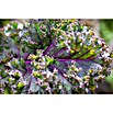 Piardino Kale (Brassica Oleracea Var. Sabelica) | BAUHAUS