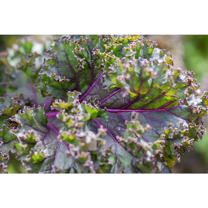 Piardino Kale - Brassica Oleracea Var. Sabelica - Primer plano de col rizada, sus hojas son una mezcla de verdes y morados, lo que la convierte en un ingrediente colorido para varios platos.