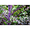 Piardino Kale (Brassica Oleracea Var. Sabelica) | BAUHAUS