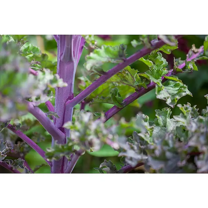 Piardino Kale - Brassica Oleracea Var. Sabelica - Primer plano de una planta con tallos morados y hojas verdes, mostrando una textura y un contraste de colores sorprendentes.