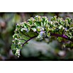 Piardino Kale (Brassica Oleracea Var. Sabelica) | BAUHAUS