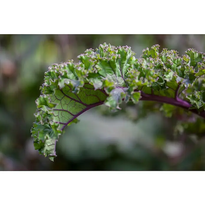 Piardino Kale - Brassica Oleracea Var. Sabelica - Primer plano de hojas de col rizada verdes y moradas, que se curvan en un jardín, ideal para ensaladas frescas y una alimentación saludable.