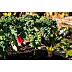 Piardino Kale (Brassica Oleracea Var. Sabelica) | BAUHAUS