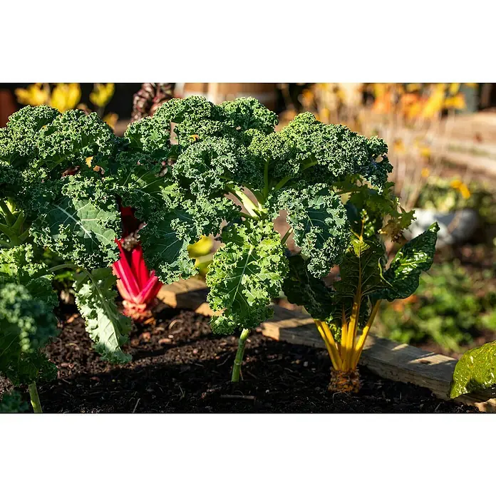 Piardino Kale - Brassica Oleracea Var. Sabelica - Primer plano de col rizada verde y saludable que crece en un macizo de jardín. Verduras frescas para una dieta sana.