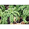 Piardino Kale (Brassica Oleracea Var. Sabelica) | BAUHAUS