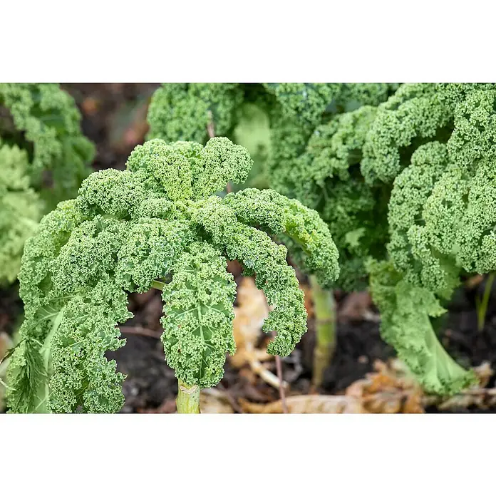 Piardino Kale - Brassica Oleracea Var. Sabelica - Primer plano de col rizada recién cultivada en el jardín, mostrando sus hojas verdes y rizadas.