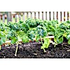 Piardino Kale (Brassica Oleracea Var. Sabelica) | BAUHAUS